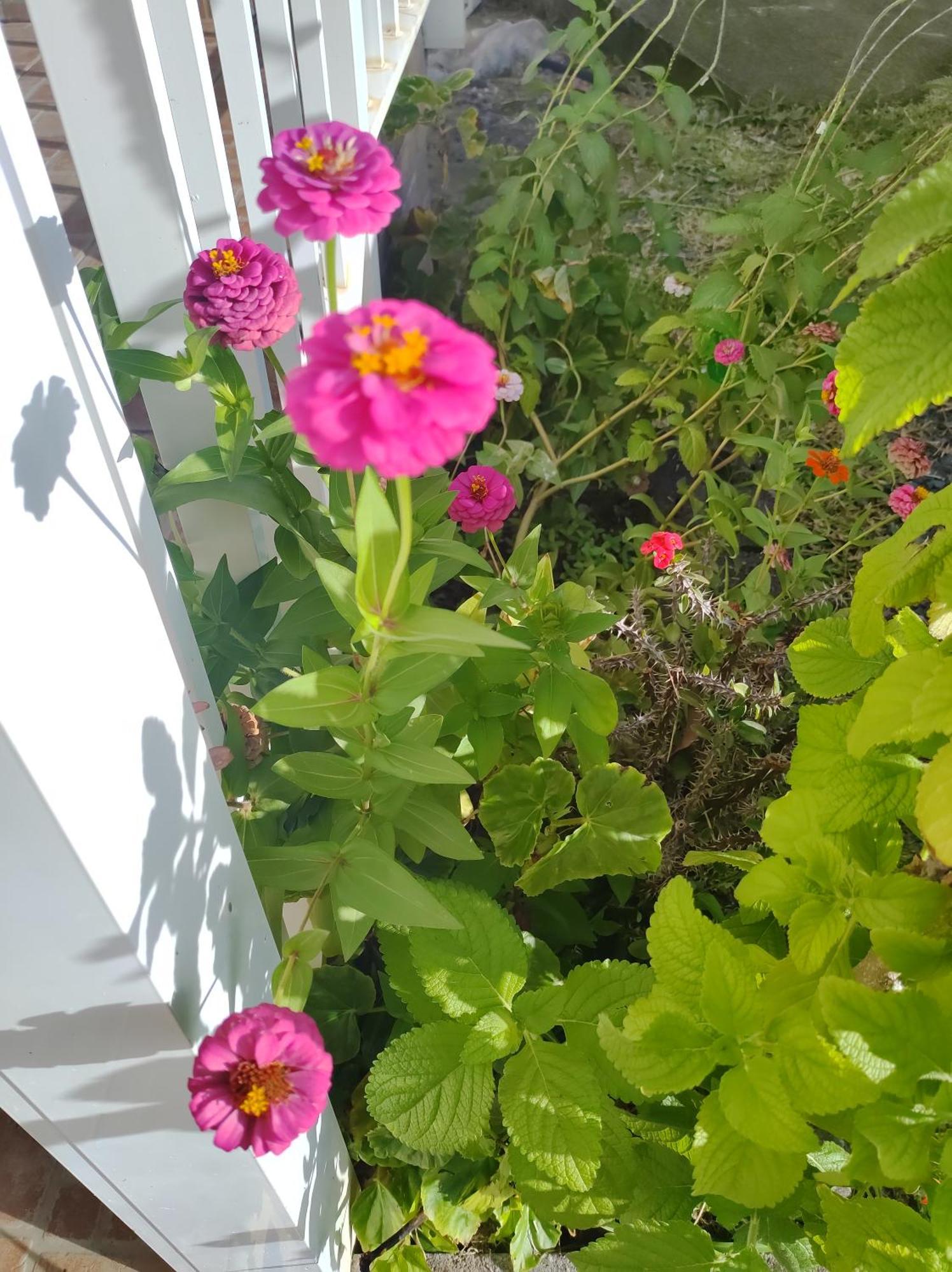 הוילה פוינט-נואר Location Hibiscus מראה חיצוני תמונה
